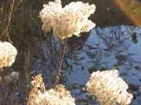 12-12-05canon_010