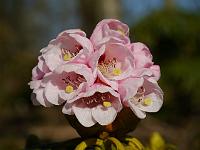 rhododendron-asterochnum